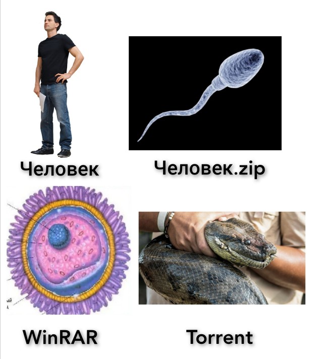 Белые кровяные тельца уничтожают сперматозоидов