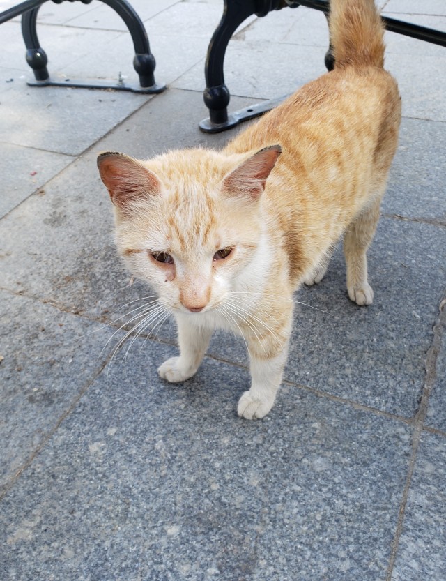 Стамбульские котики