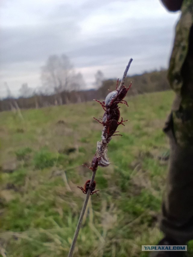 Зашли в лес, клещей немерено