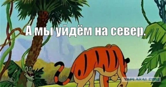 Пробка на 3 дня