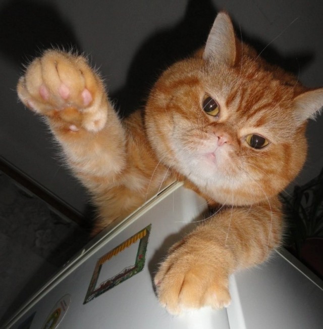 Котовторник