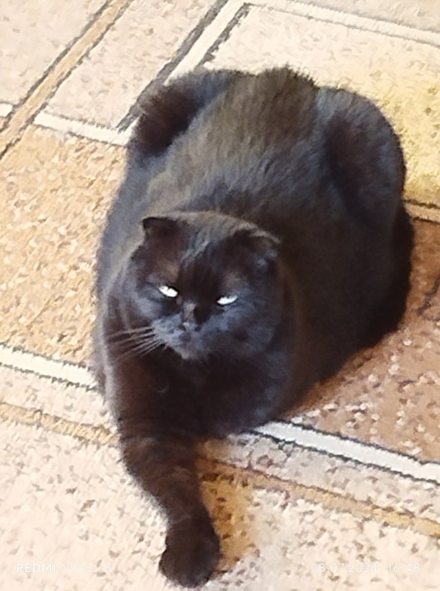 Котовторник же!