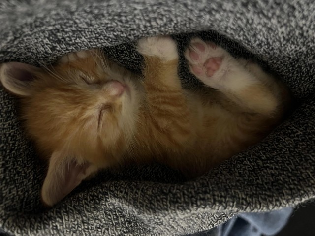 Нашли месячного котёнка