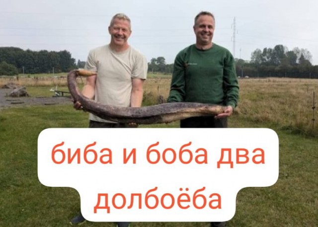 Найденная в Дании «морская змея» оказалась... пенисом кита