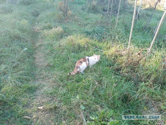 Жизнь домашнего приюта для котеек 517