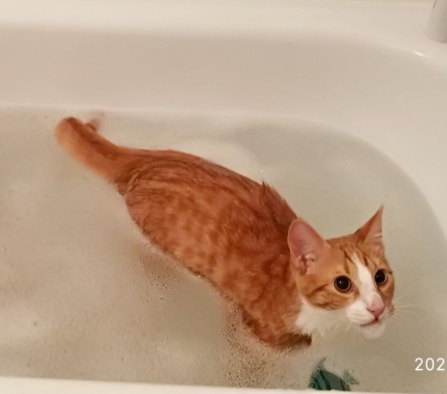 Вчера кота помыл