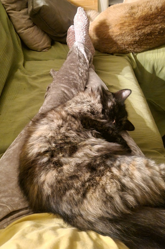 Котовторник 05/11/2024