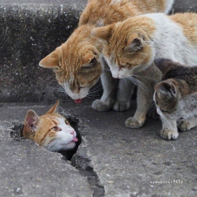 Котовторник в картинках