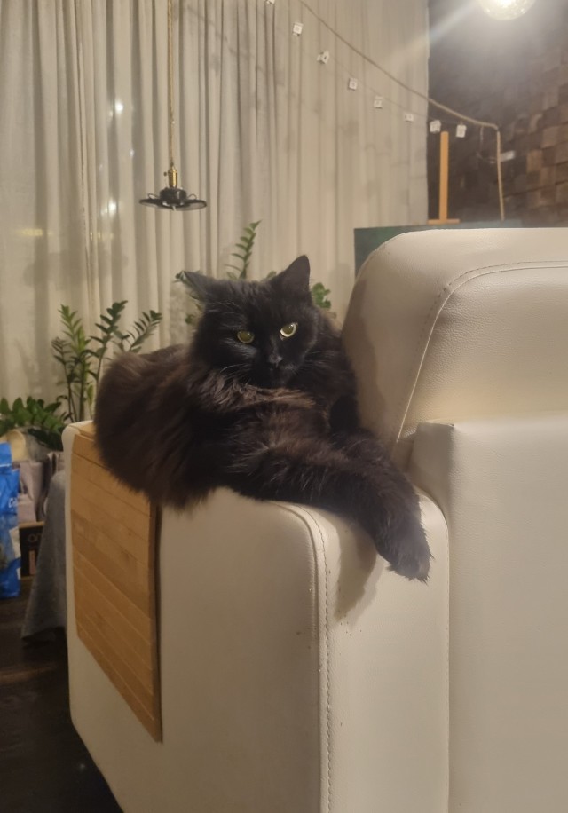 Не котовторник, но принимайте дважды