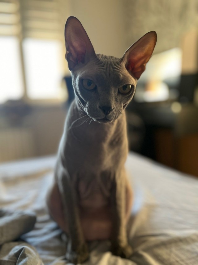 Котэ