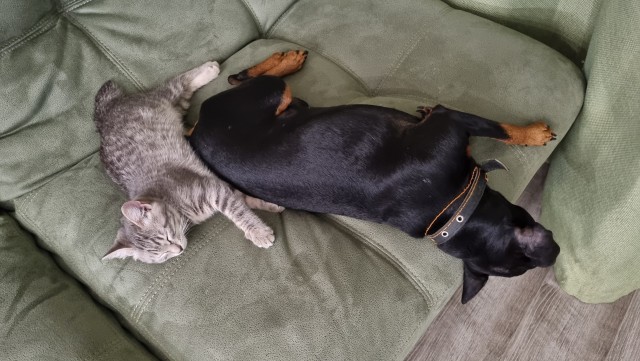 Котовторник!