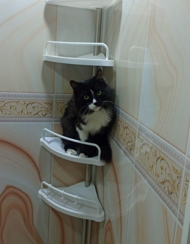 Нефотогеничный кот