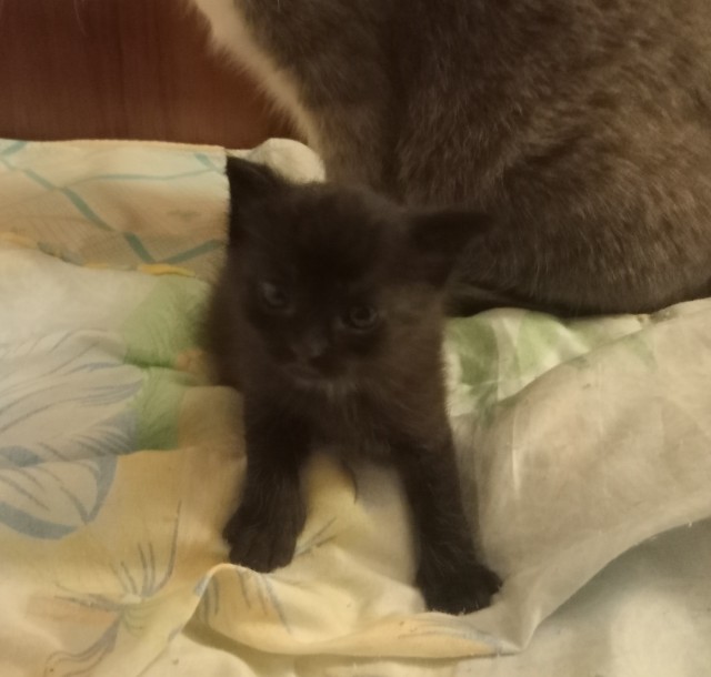 А я не смог без котика.