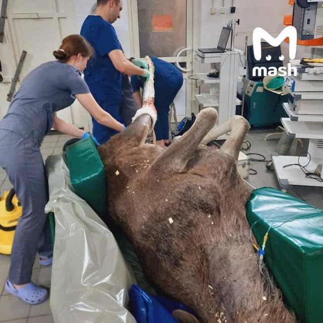 Лосёнок, сбитый машиной под Истрой, не перенёс операцию — сердце не выдержало наркоз.