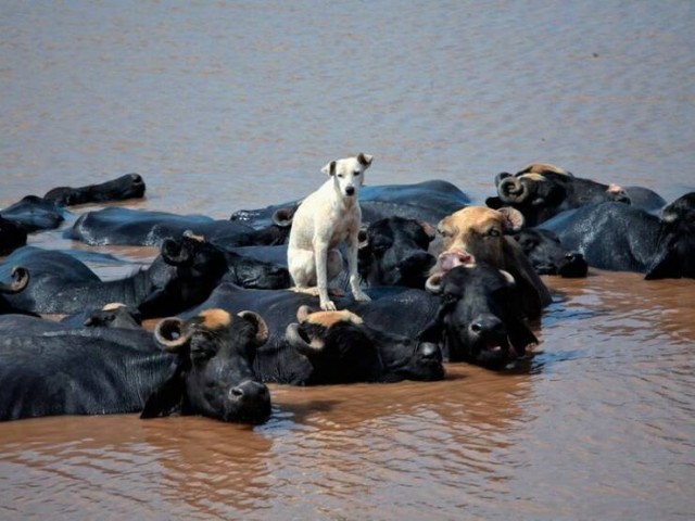 Белый слон и другие картинки