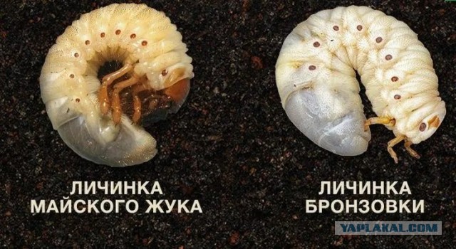 кто она, бронзовка?