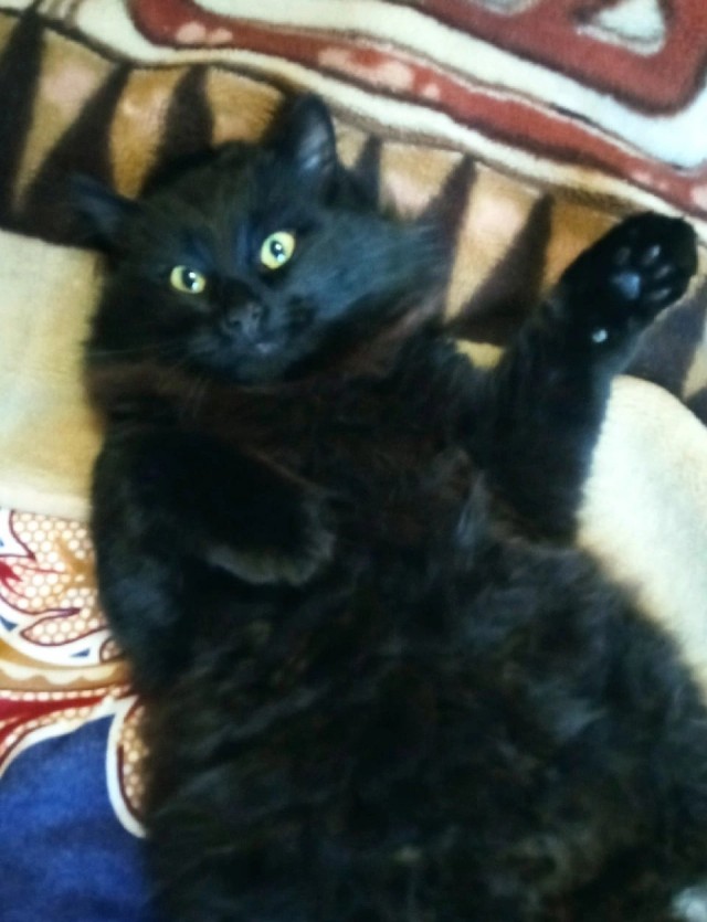 Чёрный котовторник