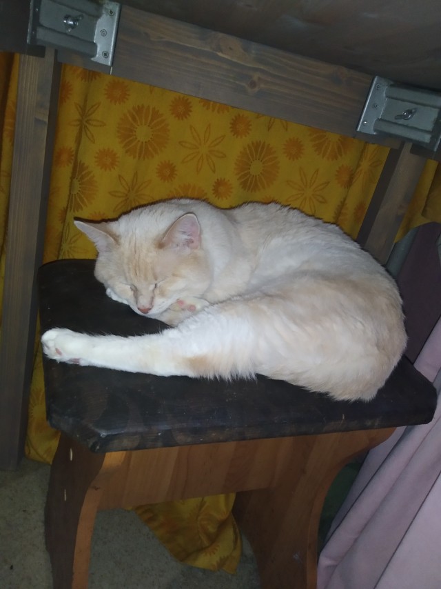 Котовторник же!