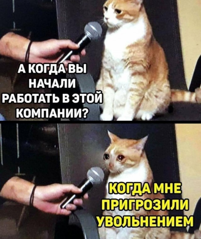 Картинки для деградации 223 (разной степени свежести)