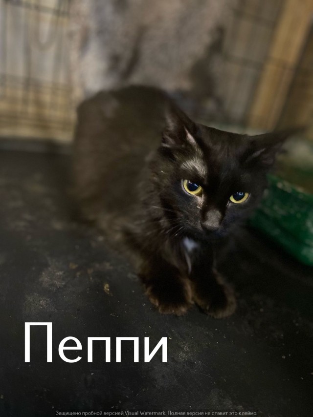 Жизнь домашнего приюта "Котоленд" 552