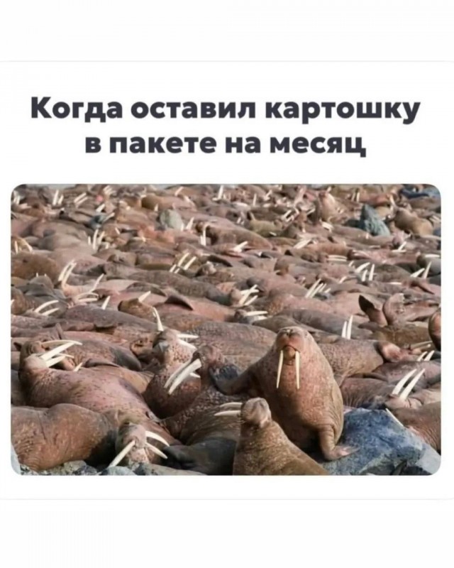Веселые картинки в маленькую пятницу (14.10)