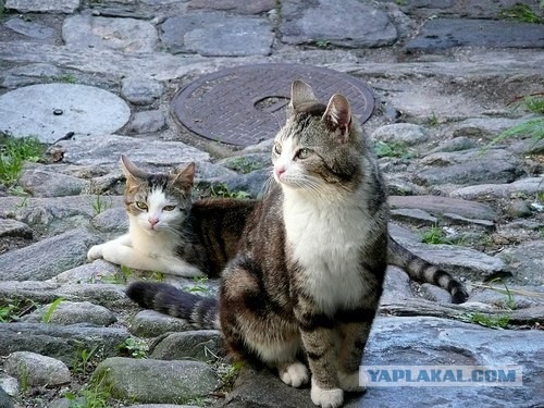 Природа Швейцарии