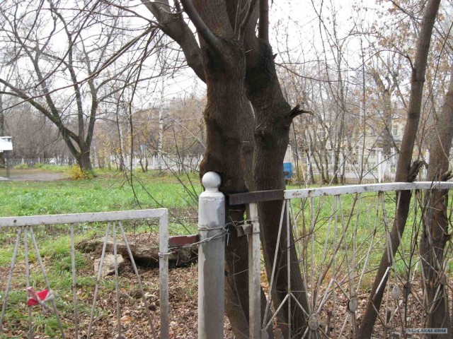 Мертвая хватка деревьев