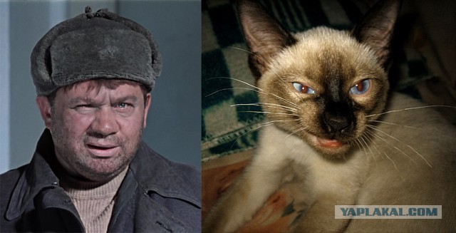 Коты ученых