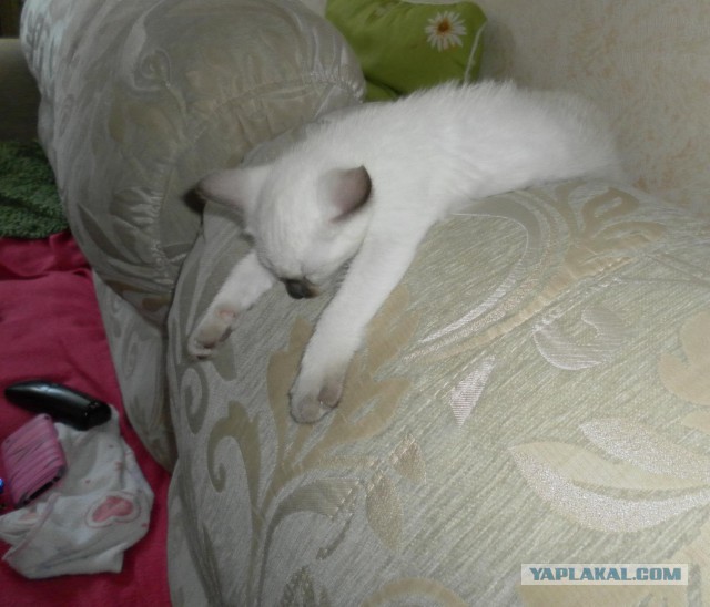 Кот "выключил" и "взял"