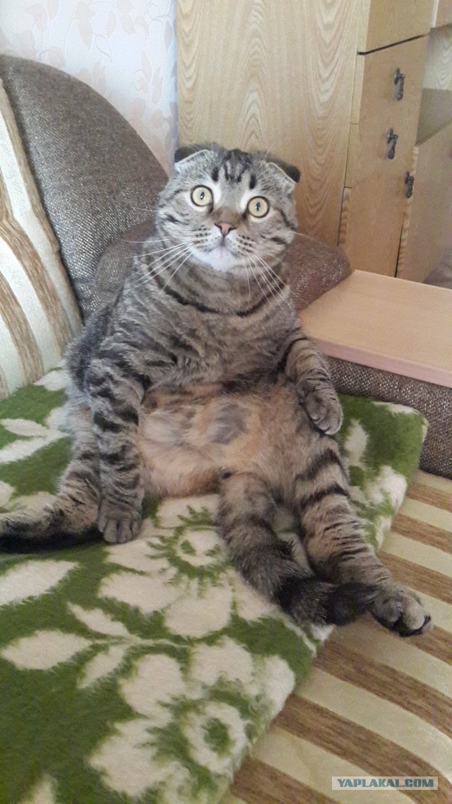 Котовторник 22.07.14