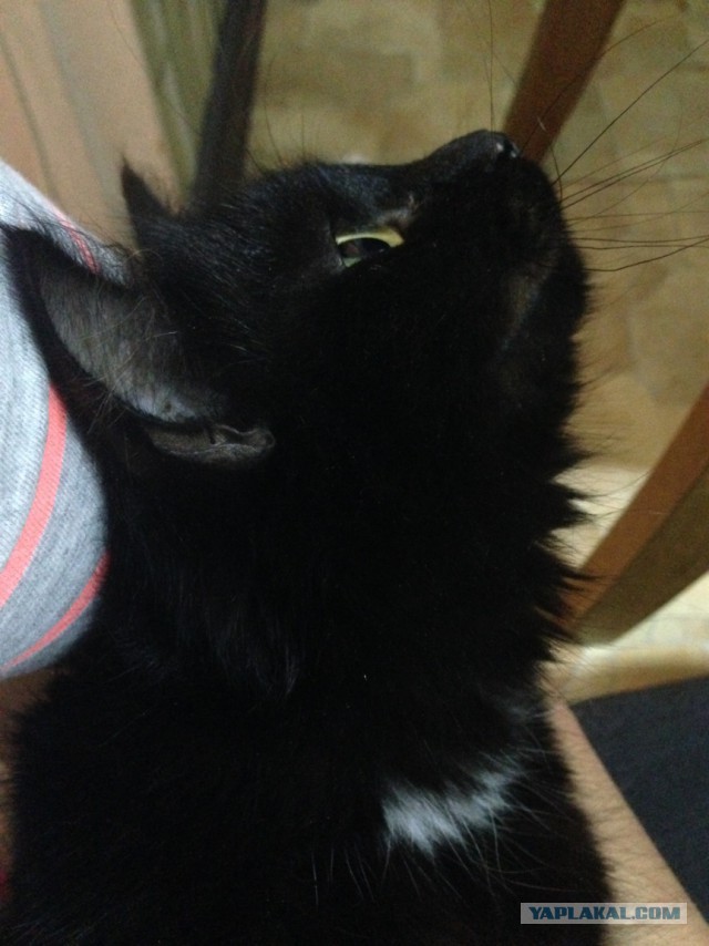 Котята выросли