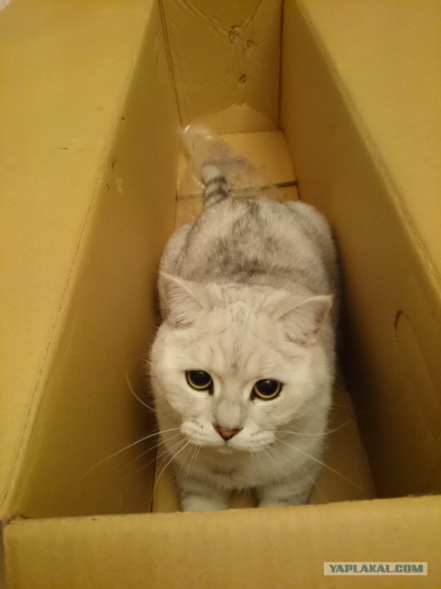 Котовторник