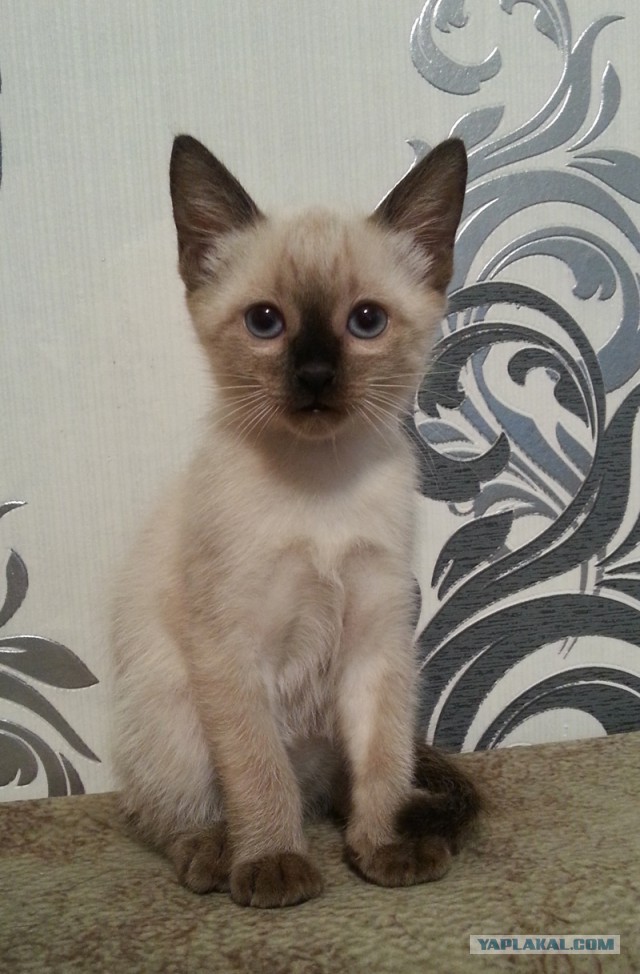 Котовторник 20.01.2015