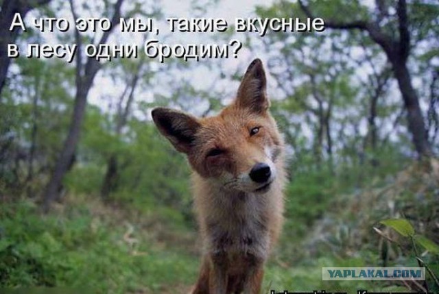 Лисичек пост