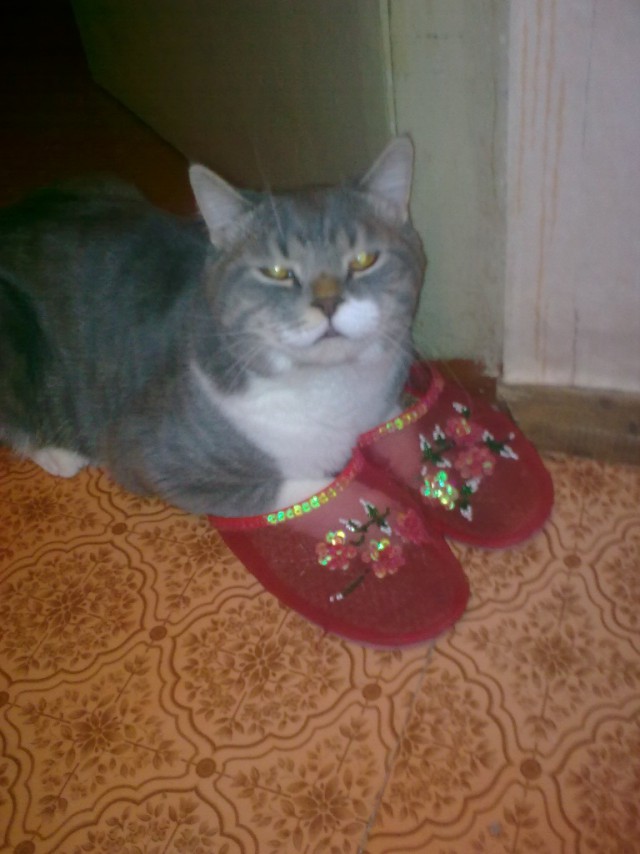 Даешь каждому коту по ботинку!