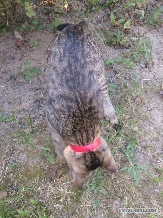 Котовторник 25.08.2015