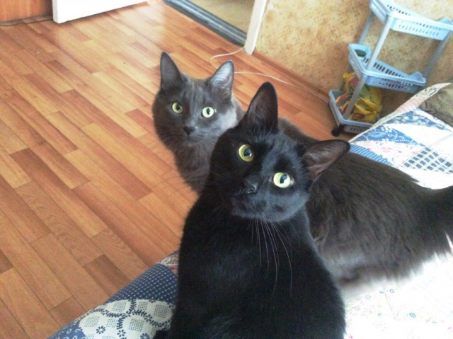 Коты не мы, мы не коты!