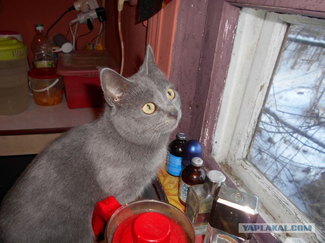 Жизнь домашнего приюта для котеек 95