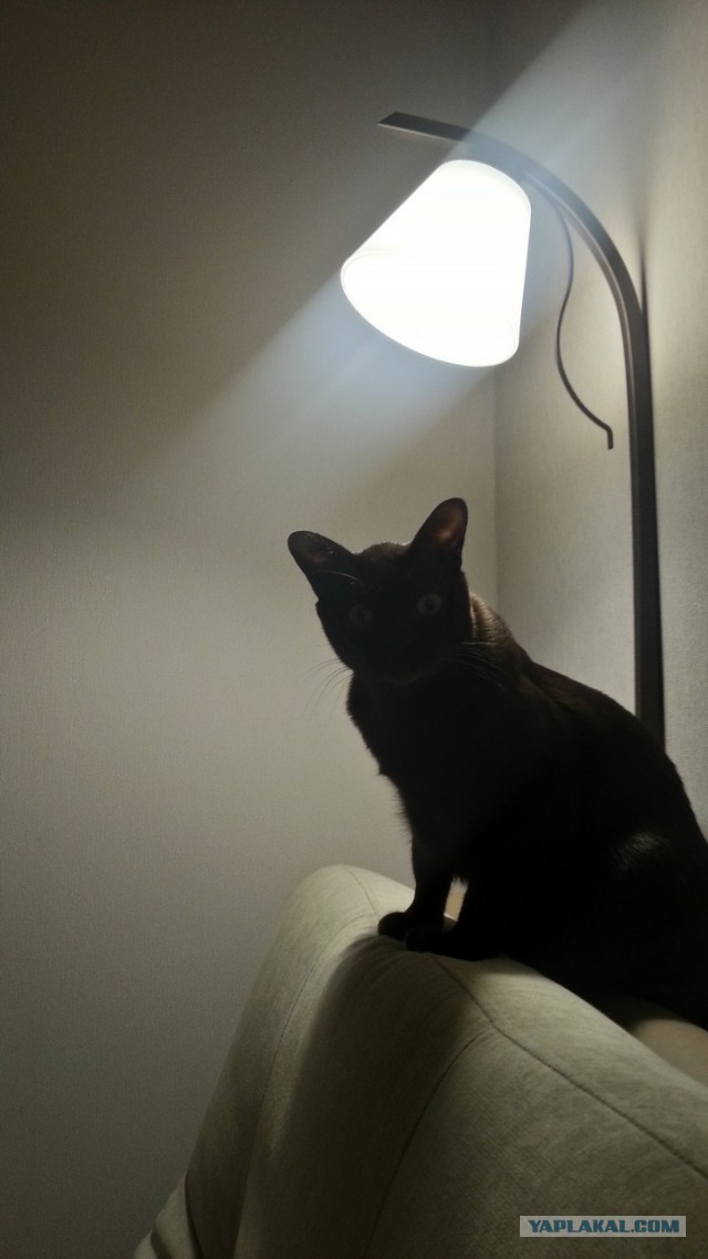 Котовторник
