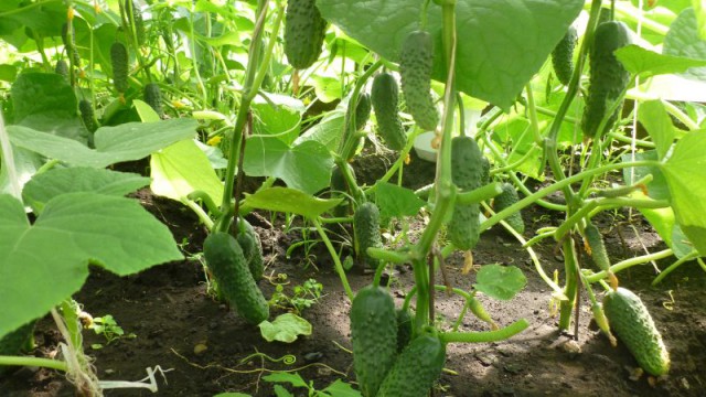 Я узнал, что у меня есть огромная семья