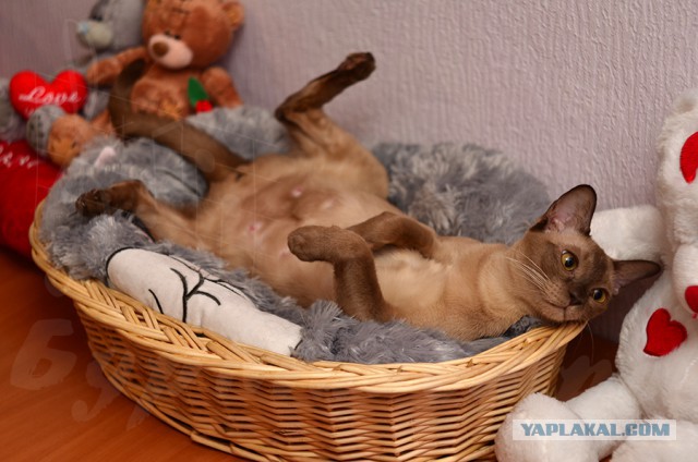 Котовторник 23.02.2016