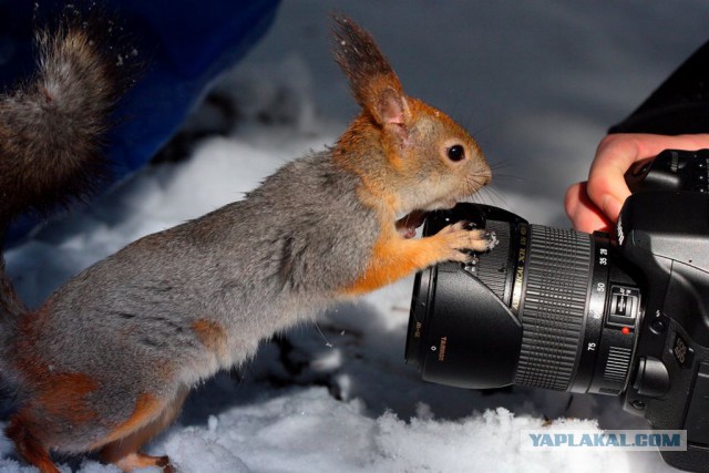 Животные и фотоаппарат