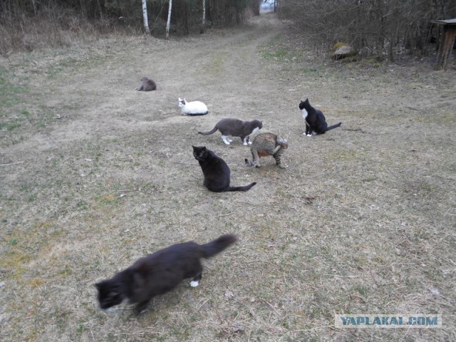 Жизнь домашнего приюта для котеек 108