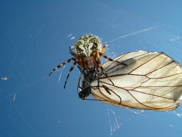 Интересные факты о пауках