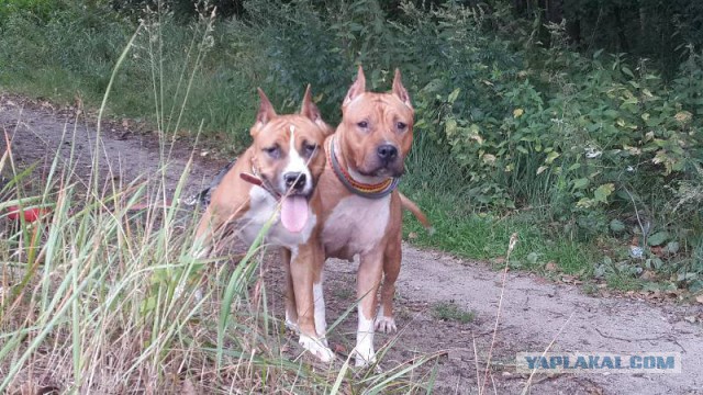 Страшно красивые терьеры