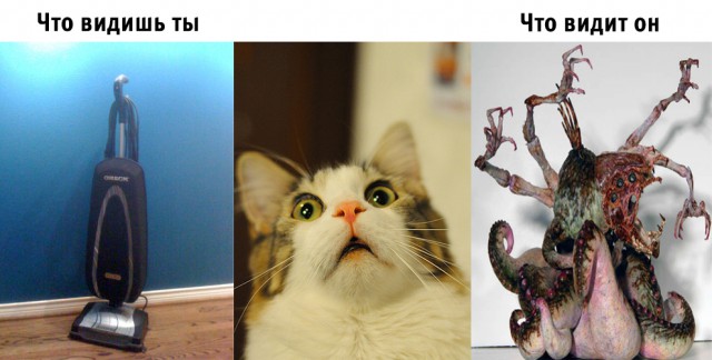 Сравнение зрения человека со зрением животных