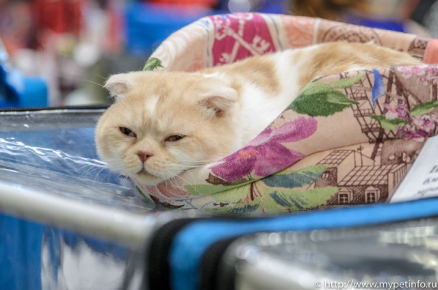 В Москву съехались коты