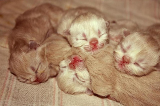 Коты и Кошки