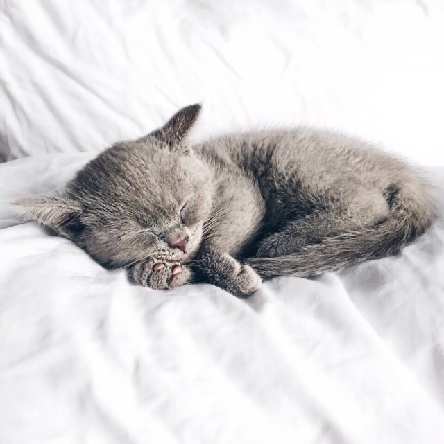 Коты и Кошки