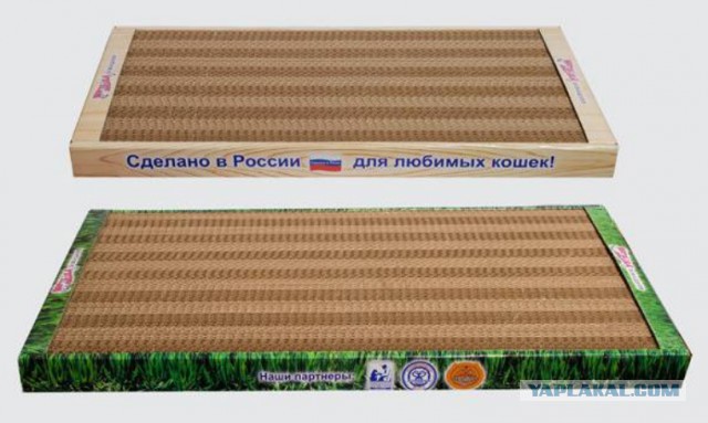 Что делать с котом